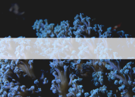 Culture for the Planet