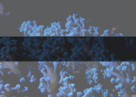 Culture for the Planet